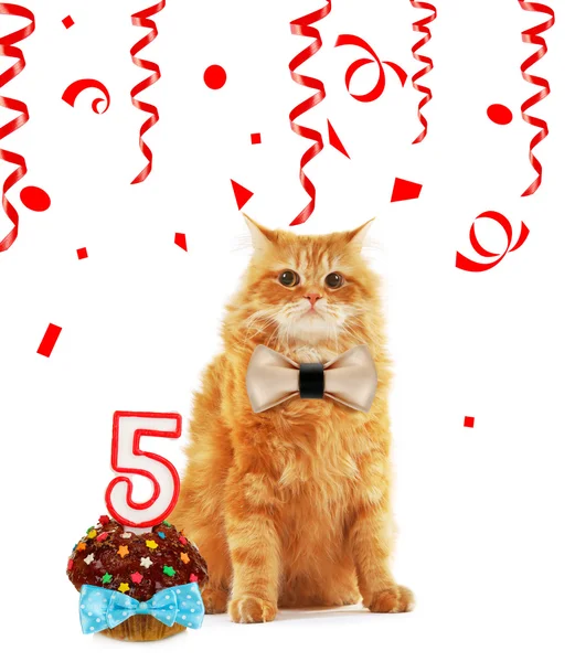 Gatto rosso con cupcake di compleanno — Foto Stock