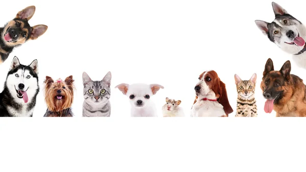 Fila de diferentes mascotas — Foto de Stock