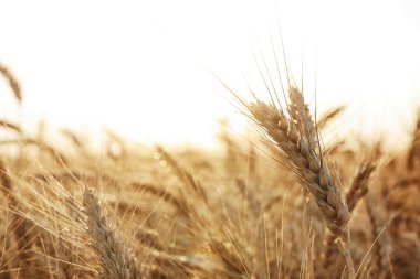 Güzel buğday tarlası