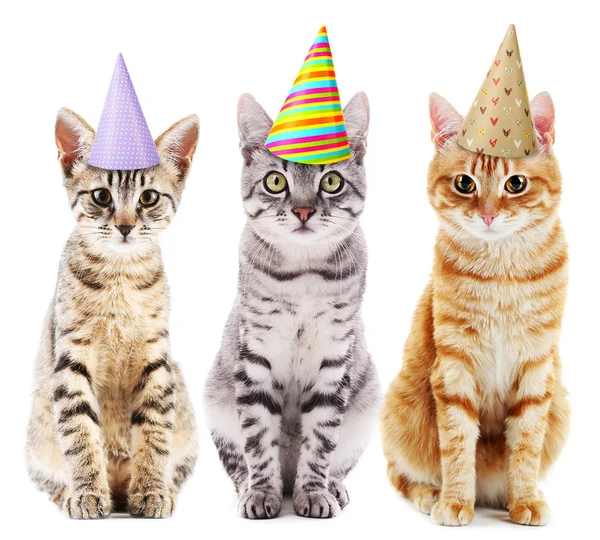 Cats in colorful party hats — Stock Photo, Image