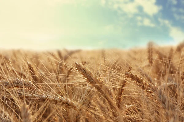 Krásné pšeničné pole — Stock fotografie