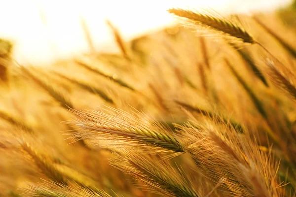 Güzel buğday tarlası — Stok fotoğraf