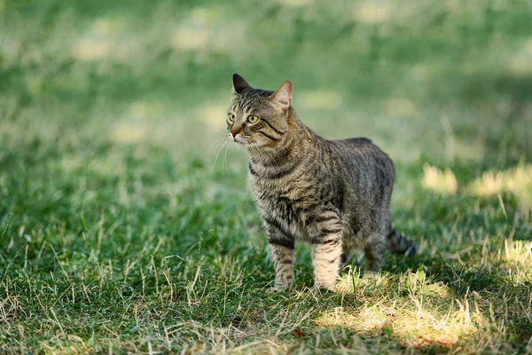 Chat mignon sur l'herbe — Photo