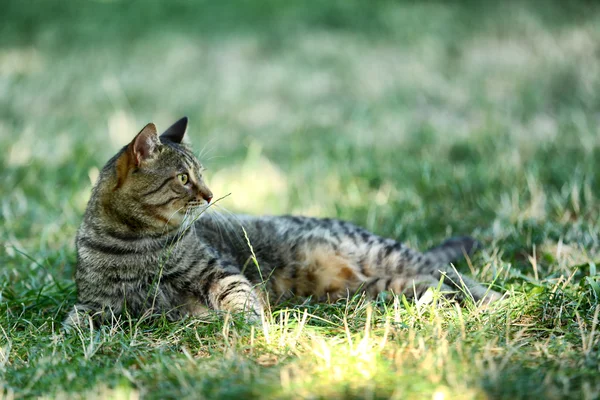 Cute cat on grass — Stock Photo, Image