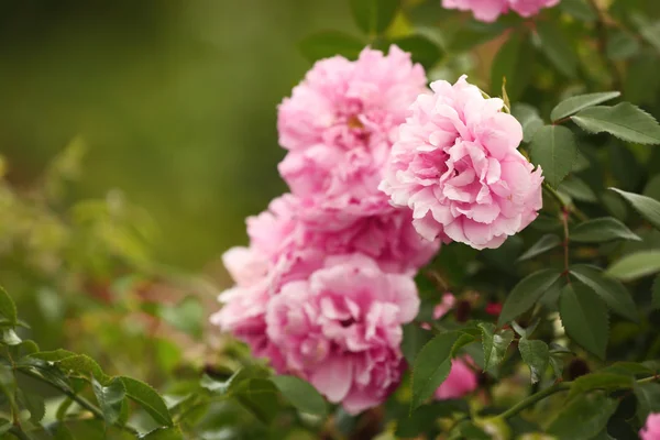 Cespuglio di rose rosa — Foto Stock
