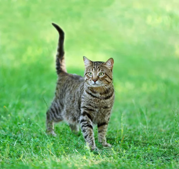 Cute cat on grass — Stock Photo, Image