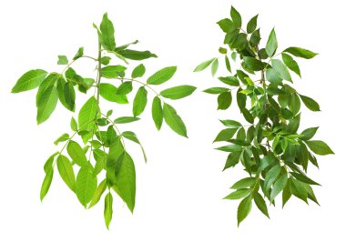 Yeşil yaprakları ile kolaj