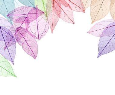 Dekoratif iskelet yaprakları