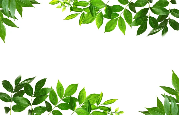 Green leaves frame — Stock Photo, Image