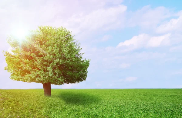 Big lonely tree in field — Stock Photo, Image