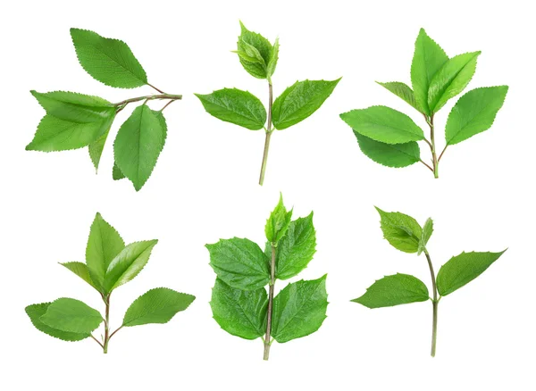 Collage van groene bladeren — Stockfoto