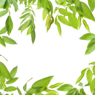yeşil yaprak çerçeve 