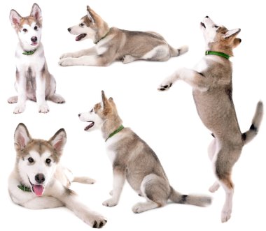 Şirin Malamute köpek yavrusu koleksiyonu 