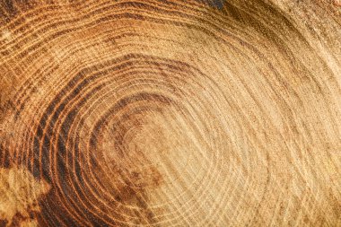 Ağaç gövdesi kesiti