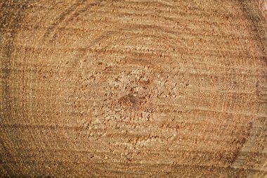 Ağaç gövdesi kesiti