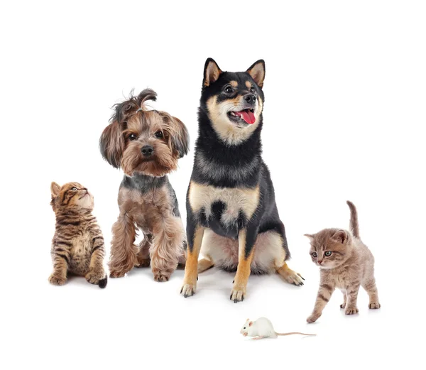 Group of pets on white — Stock Photo, Image