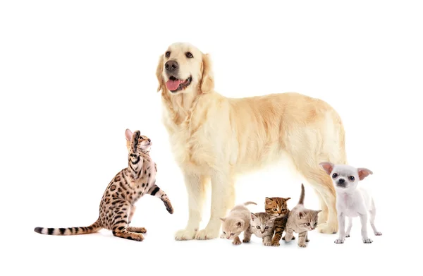 Groep van huisdieren op wit — Stockfoto