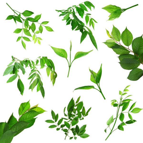 Colagem de folhas verdes — Fotografia de Stock