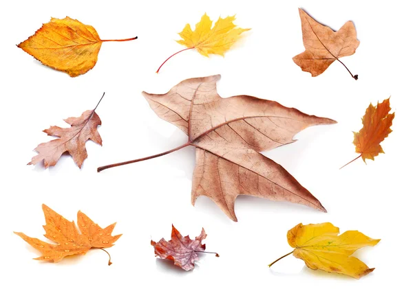 Verzameling van herfstbladeren. — Stockfoto