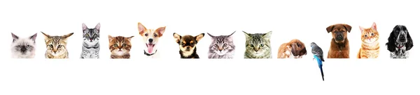 Row of different pets — Stock Photo, Image