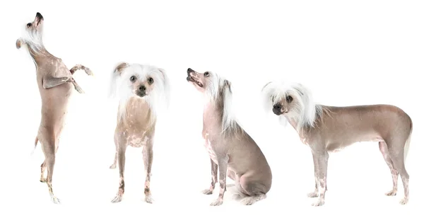 Chinese Crested dog collectie — Stockfoto