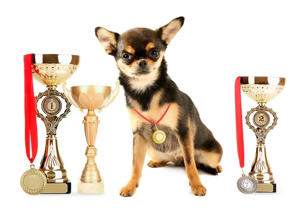 Милый щенок чихуахуа с кубками и медалями — стоковое фото