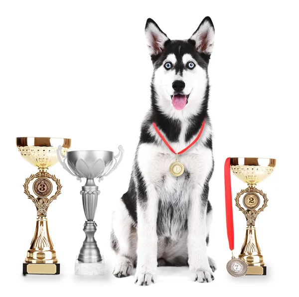 Bonito cachorrinho husky bonito com copos de troféu e medalhas — Fotografia de Stock