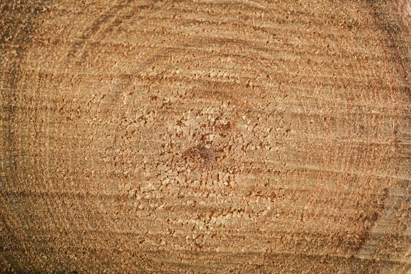 Coupe transversale du tronc d'arbre — Photo