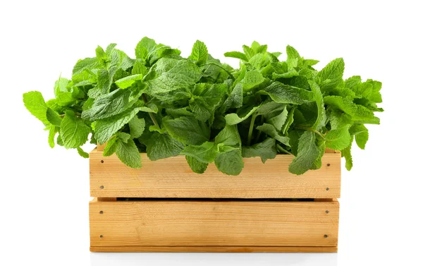 Green mint in crate — Stock Photo, Image