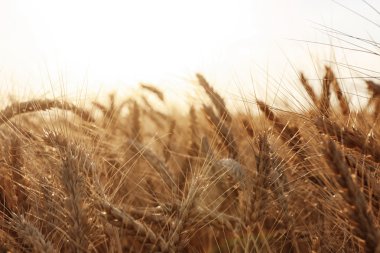 Güzel buğday tarlası