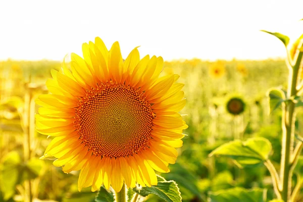 Beautiful sunflower field — Stock Photo, Image