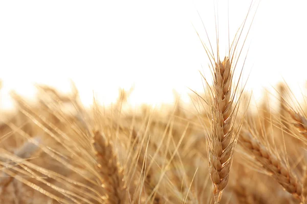 Krásné pšeničné pole — Stock fotografie