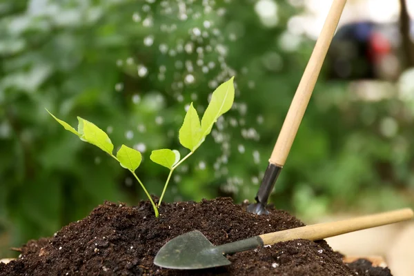 Watering plant in garden — Stock Photo, Image