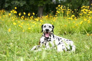 bir çim Dalmaçya köpeği