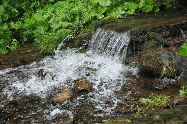 ormandaki küçük şelale