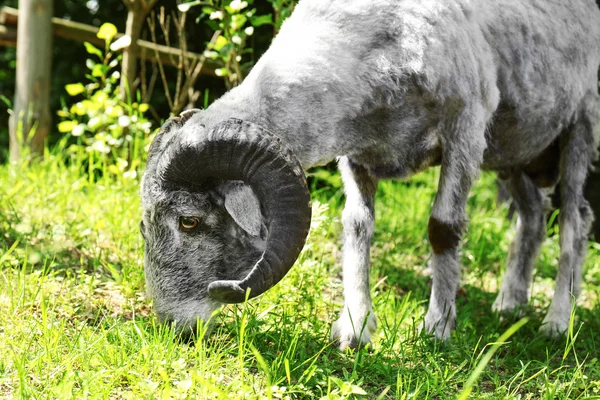 Grey fam on farm — Stock Photo, Image