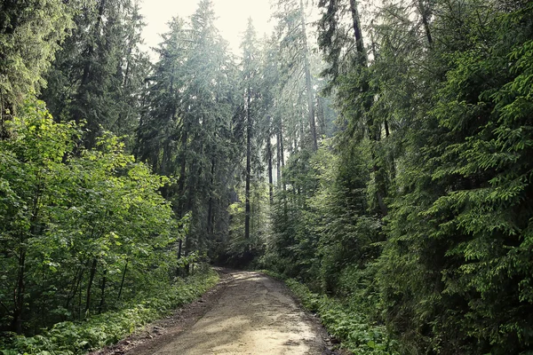 Weg in bergbos — Stockfoto