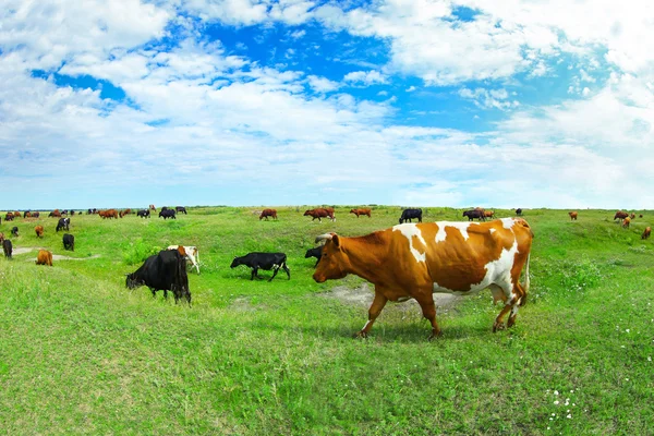 Muitas vacas no prado — Fotografia de Stock