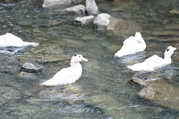 Anatre bianche su un fiume — Foto Stock