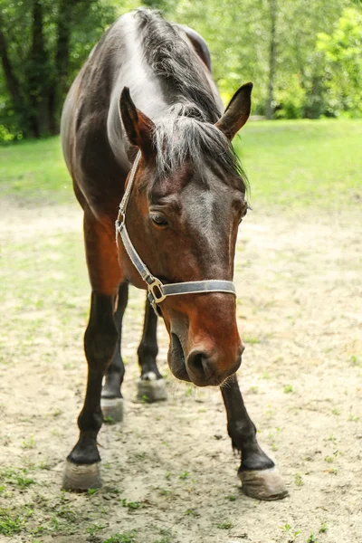 Young horse on farm — Stock Photo, Image