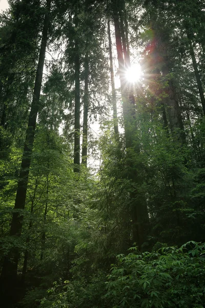 Ormandaki ağaçlar üst — Stok fotoğraf