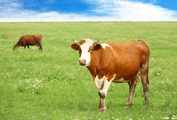 Jeunes vaches dans la prairie — Photo