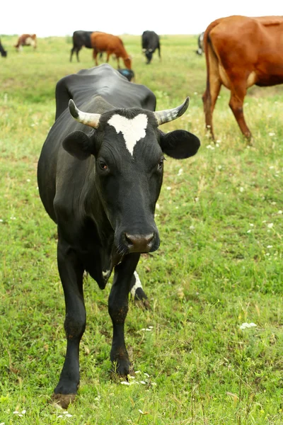 Mladé krávy na louce — Stock fotografie