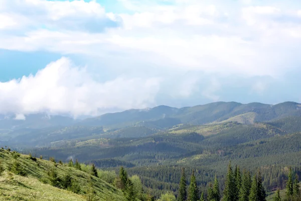 Foresta sulle pendici della montagna — Foto Stock