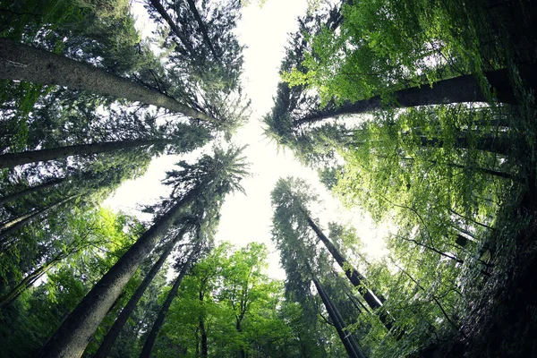 Horní části stromů v lese — Stock fotografie