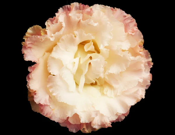 Lindo botão eustoma — Fotografia de Stock