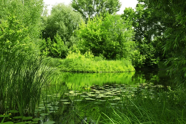 Paysage de l'étang forestier — Photo