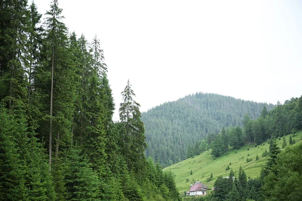 녹색 숲 언덕 — 스톡 사진