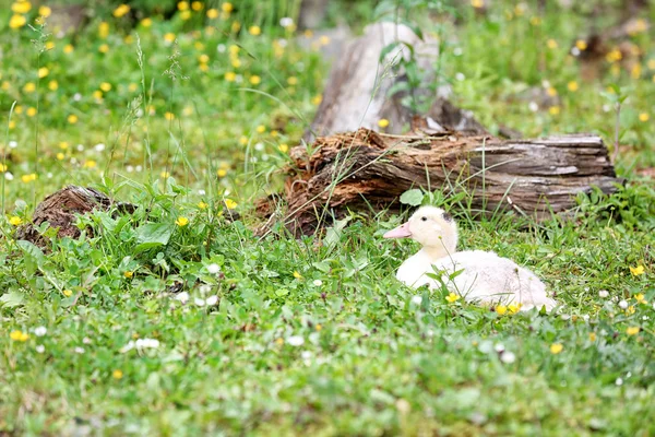풀밭에 작은 오리 — 스톡 사진