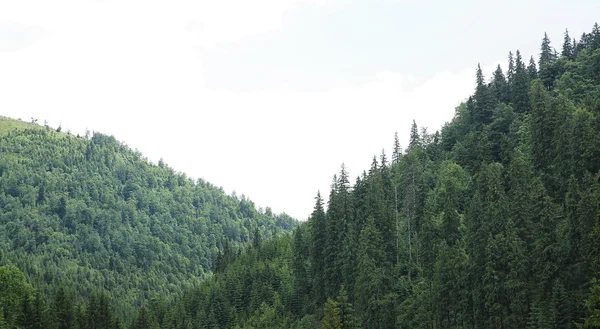 Grüne Waldhügel — Stockfoto